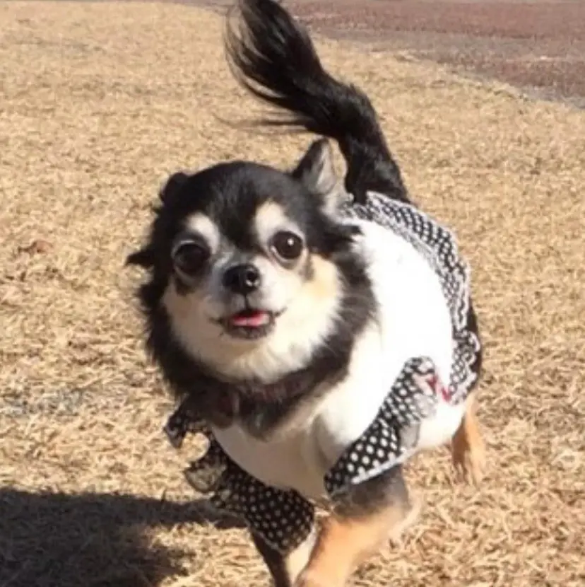 ナカムラ イヅミの掲載