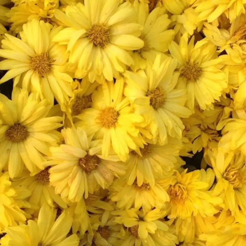 STITCH 光佑の掲載