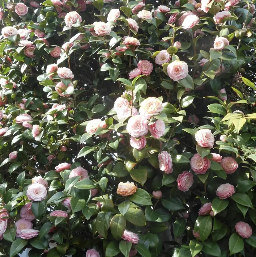 DEEokazaki momona.Gの掲載