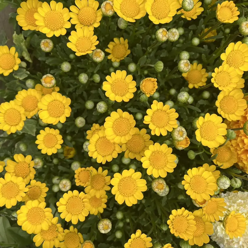 地毛風ストレート ミニボブ🌷江梨🍎の掲載