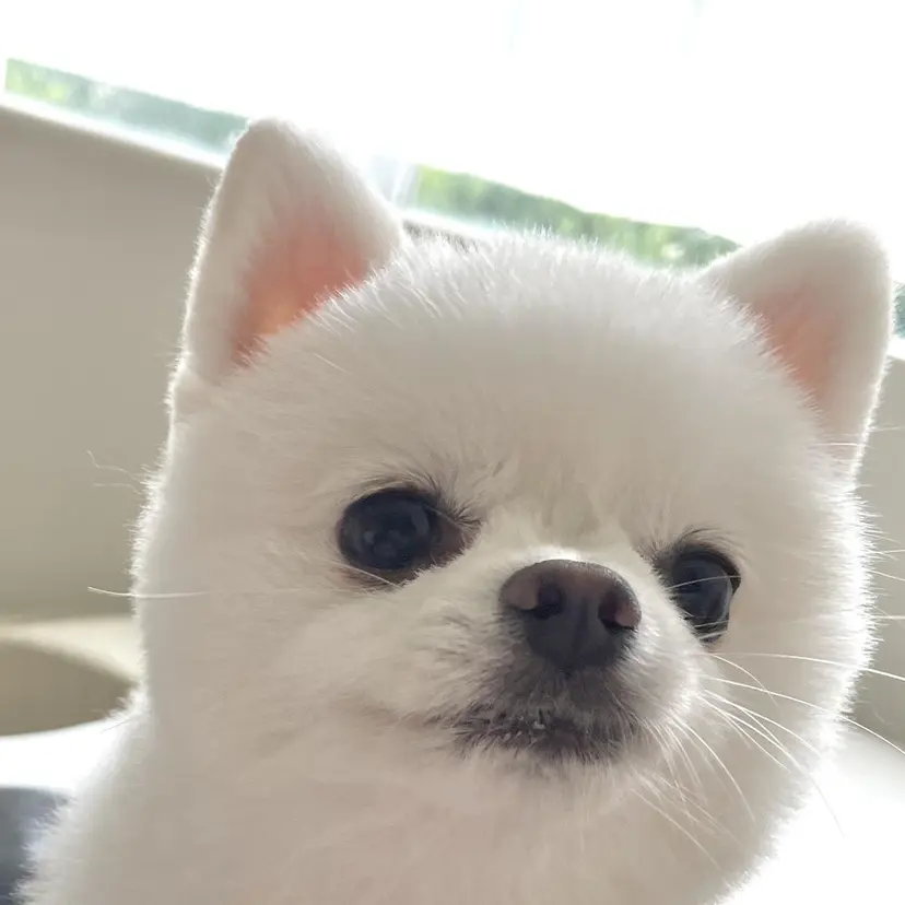 💎小顔前髪&髪質 改善カラー💎片桐の掲載