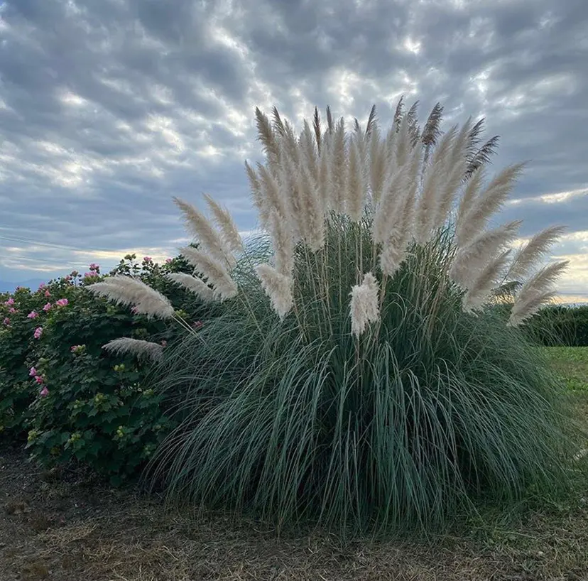 mulet⌇ moeの掲載