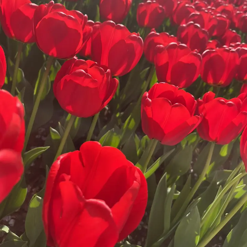 end roll りんの掲載