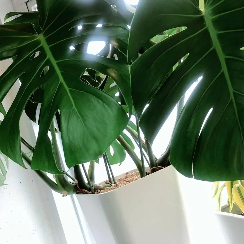 吉川 律子の掲載