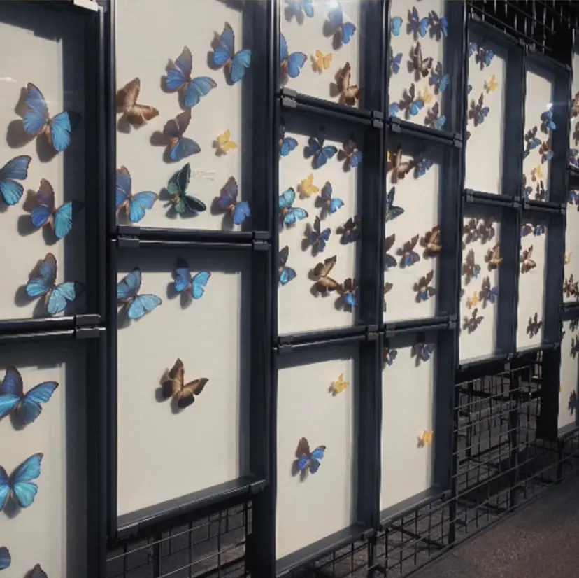 Lomalia hayaの掲載