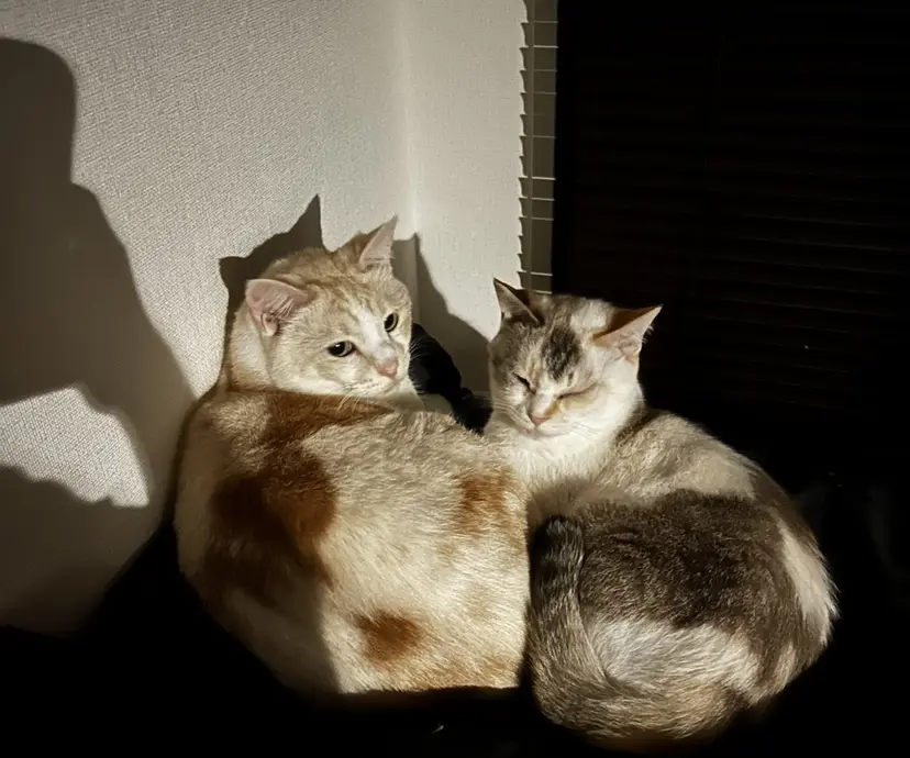 🌟縮毛矯正/髪質改 善🌟赤嶺智偉の掲載