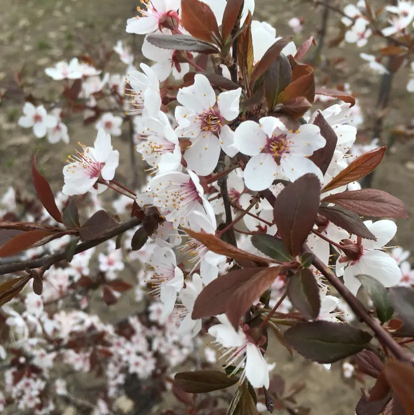 🎀 KiKi_nailの掲載