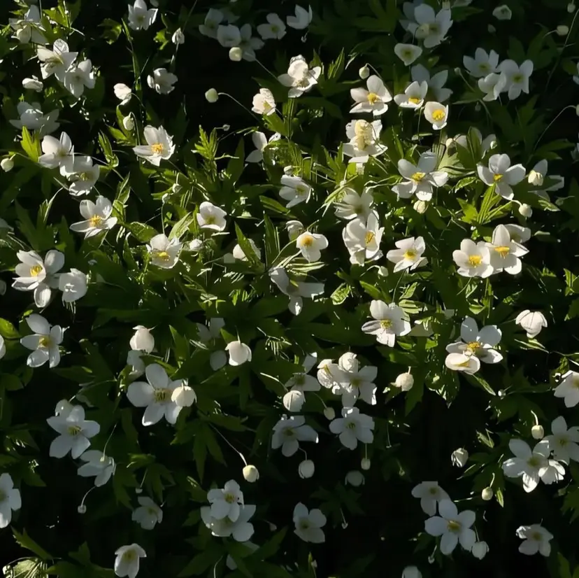 M.wish Nonoaの掲載