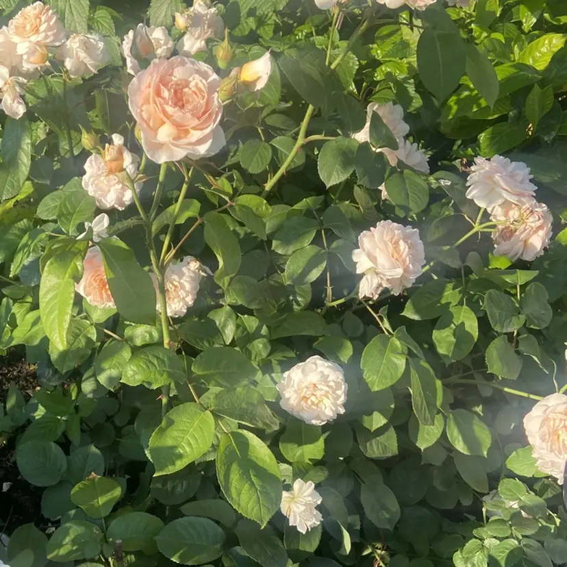 EmaNail Rinaの掲載