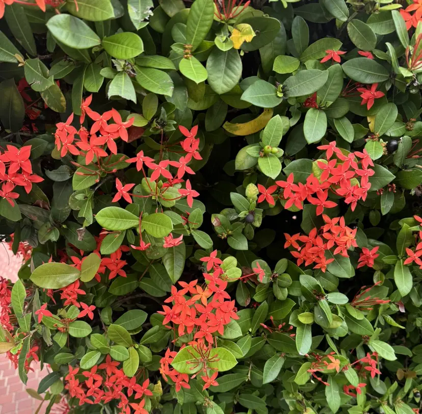 佐藤 はづきの掲載