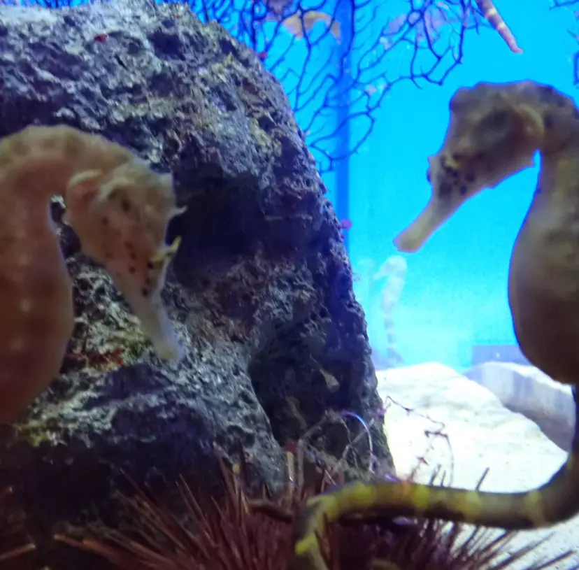 シオカワ ケンショウの掲載