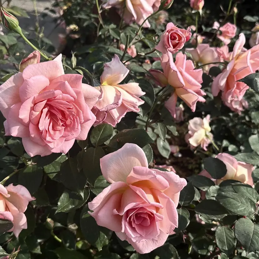 lit.🤍 kiyoneの掲載