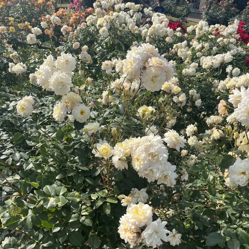 ROMANO/ uchiの掲載