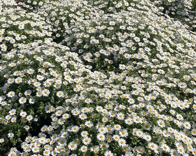 清水 結生の掲載