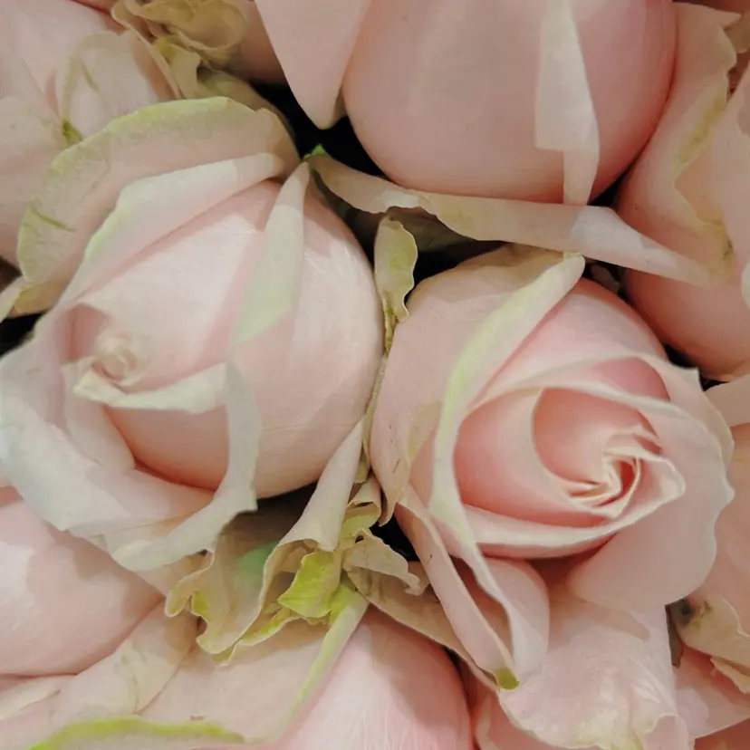 大森Maylie Nailの掲載