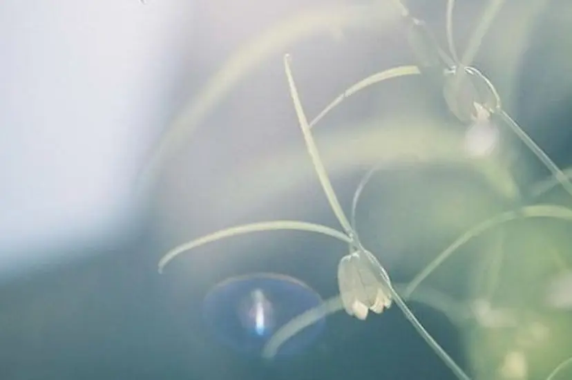 西野 なごみの掲載