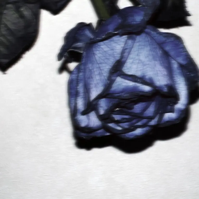 ルシ🎨/ハイトーン デザイン/髪質改善の掲載