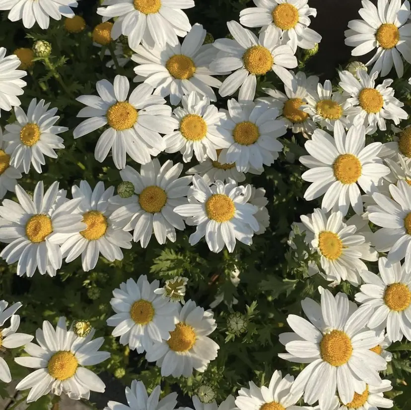 林田 あさひの掲載