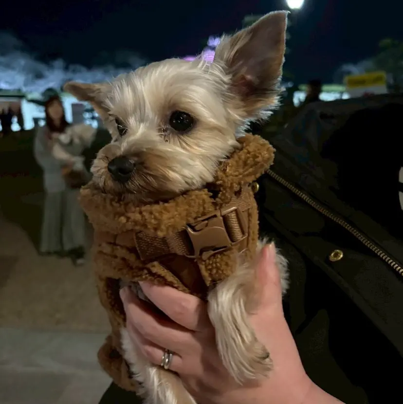 塩本 琴音の掲載