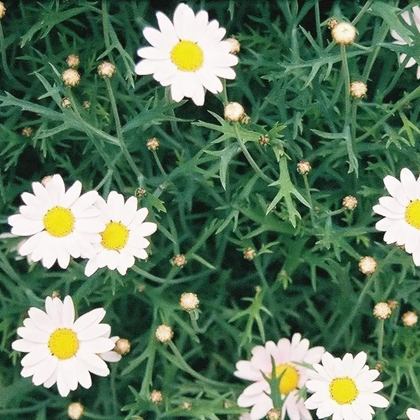 MARU NAIL manamiの掲載