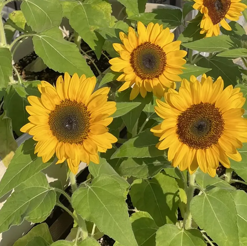 🌻あらしろ なつき🌻の掲載