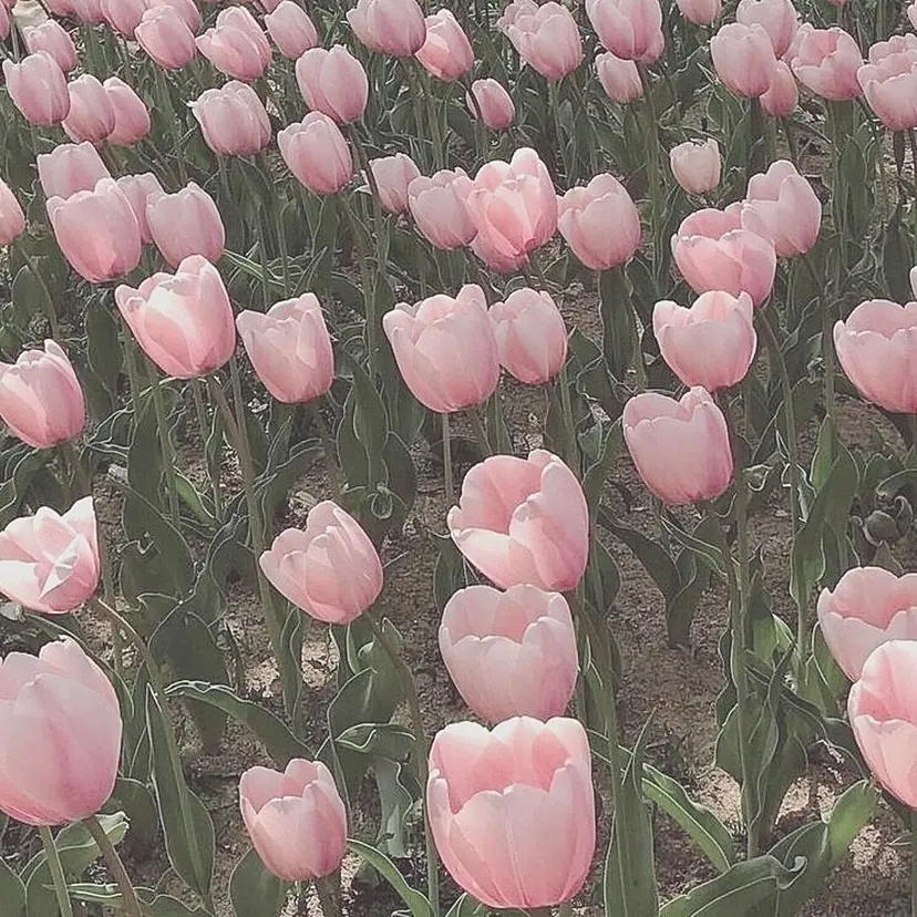 木村 美紅の掲載