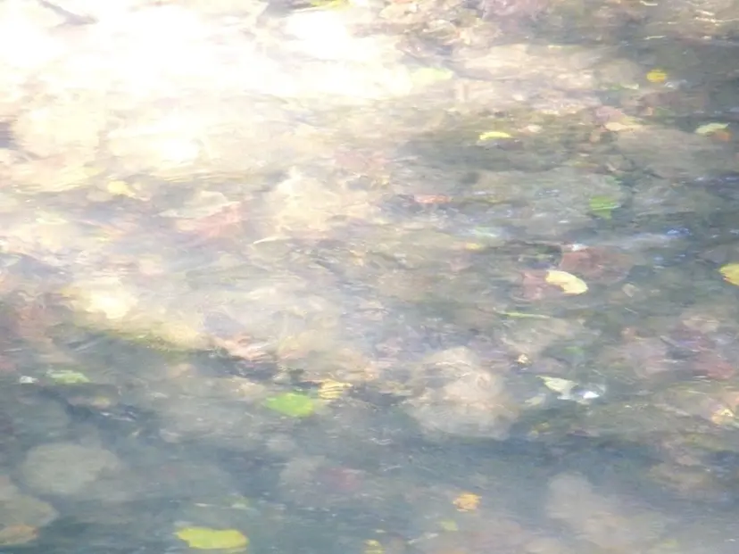 池田 菜々美の掲載