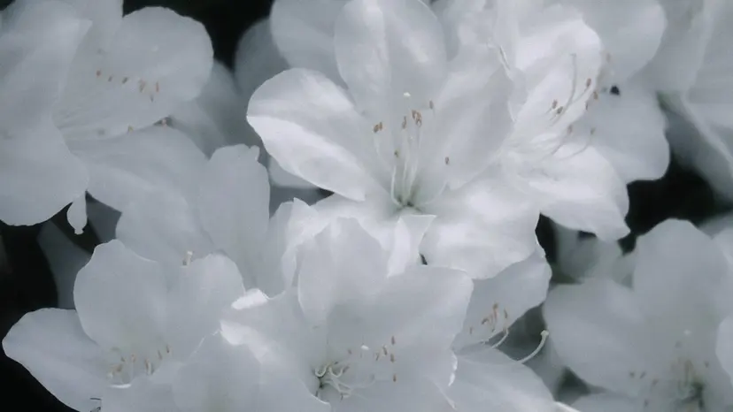 eyelash .sakuraの掲載