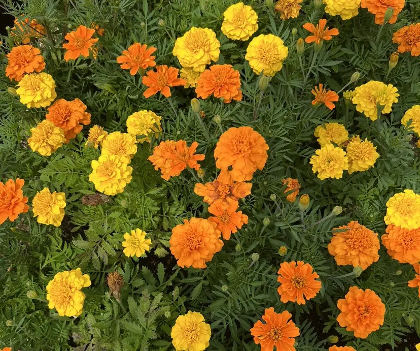 赤坂 柚和の掲載