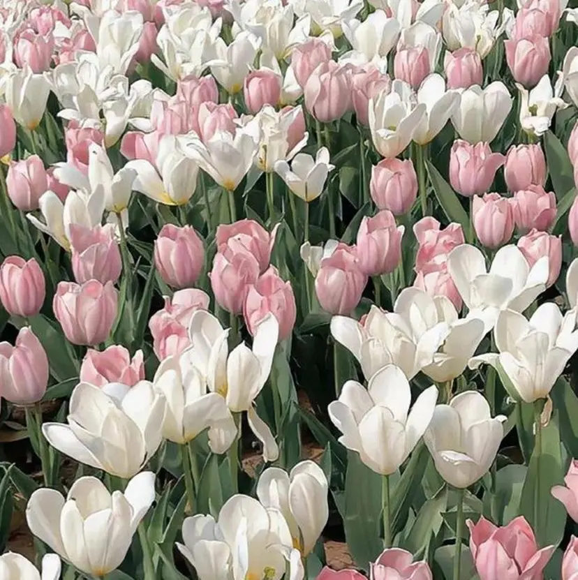 𝐑𝐢𝐤𝐚 ໒꒱♡の掲載