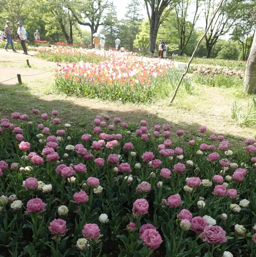 束感、韓国まつ毛/ inoue🪿🧺の掲載