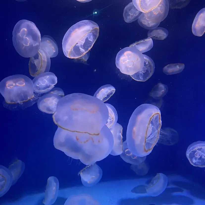 ✵ ✯MOMOKA✯ ✵の掲載