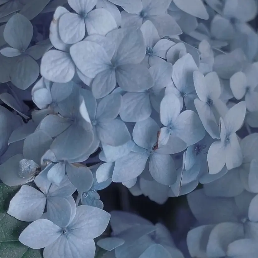 colorモデル募集 ✧︎*。/ ミュウの掲載