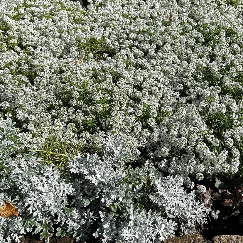 竹村 アカリの掲載
