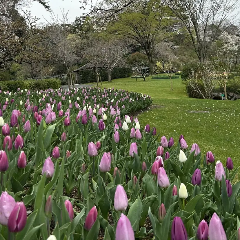 Sugarlu 吉田 晴香の掲載