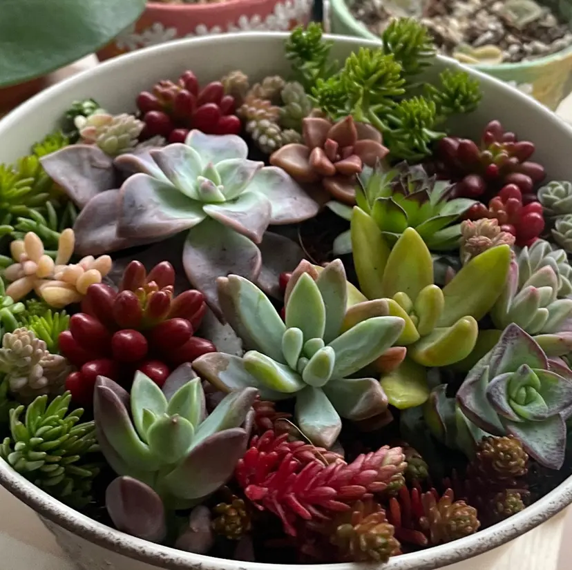 田中 あかりの掲載