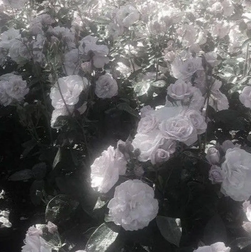 莉 緒 菜 🎀の掲載