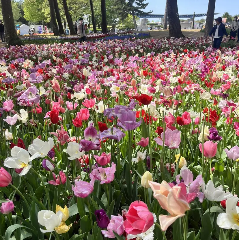 Asuka Yamaguchiの掲載