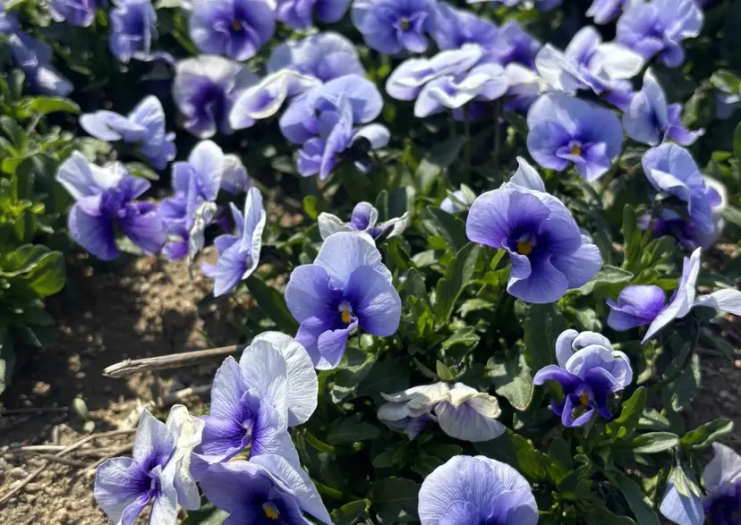 すみる Hinataの掲載