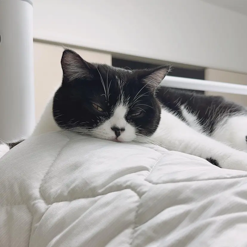 Dress. ヤマガタの掲載