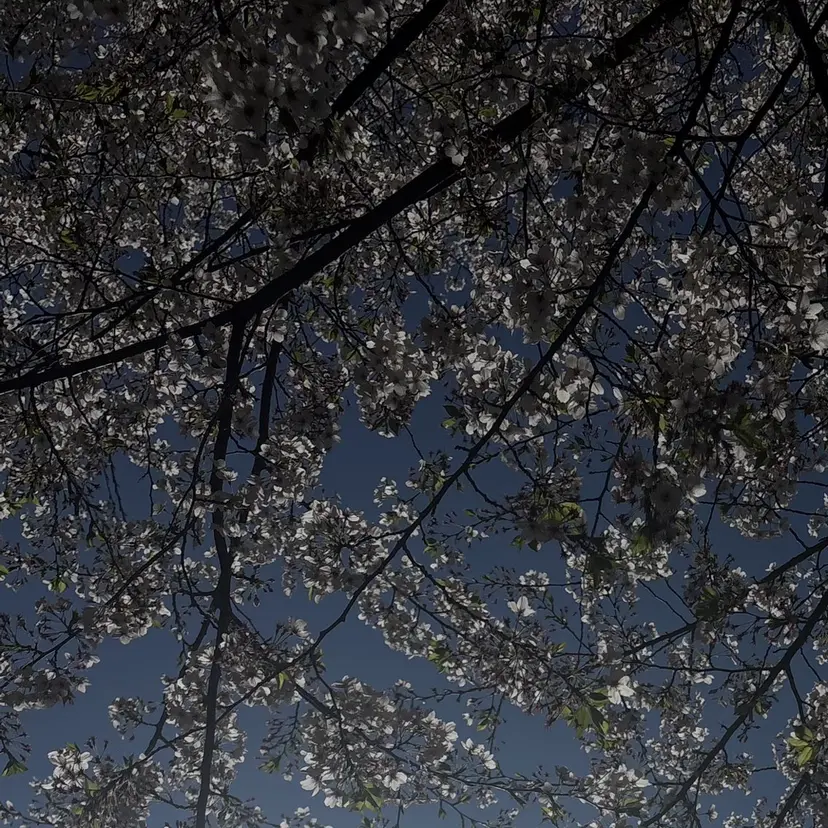 前里 茉彩の掲載