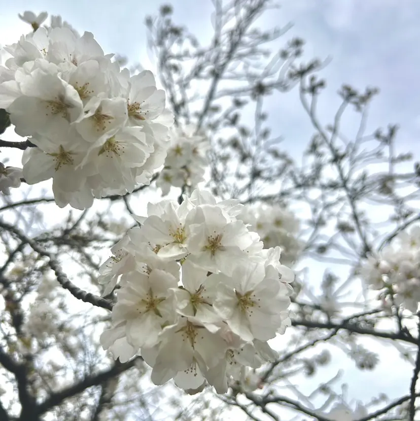 ♡ YUZUKI♡の掲載