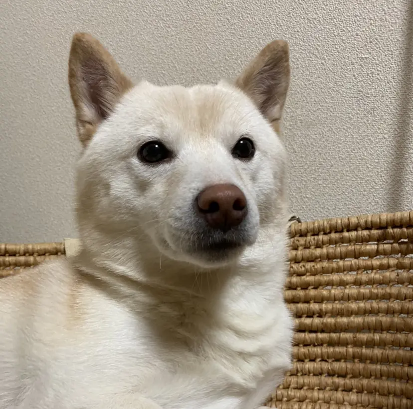 小川 凜華の掲載