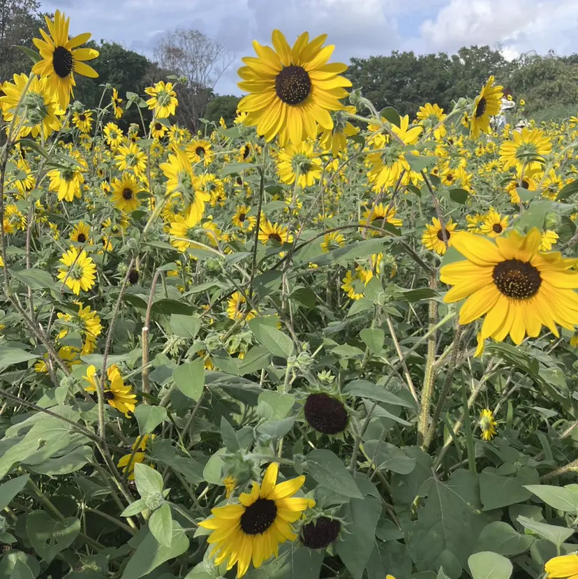 飯森 裕菜の掲載
