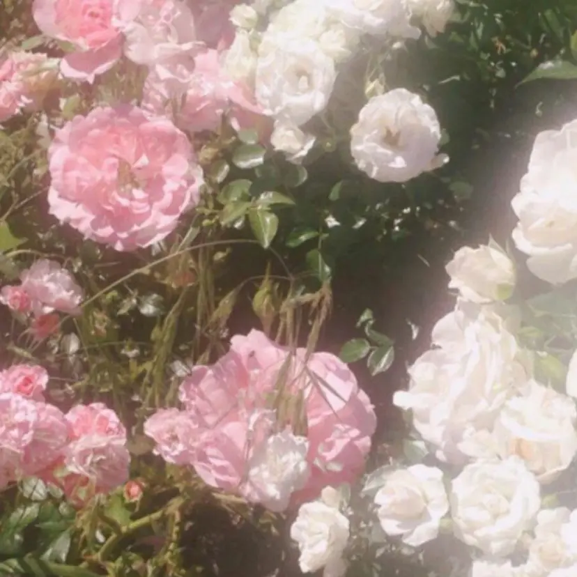 cocoyu / トリートメント🪽‪の掲載