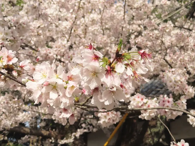 浅井 琴音の掲載