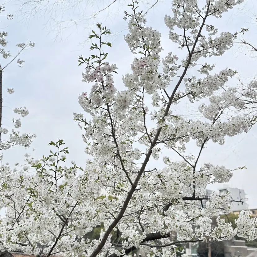 透明感カラー🫧 miyuの掲載