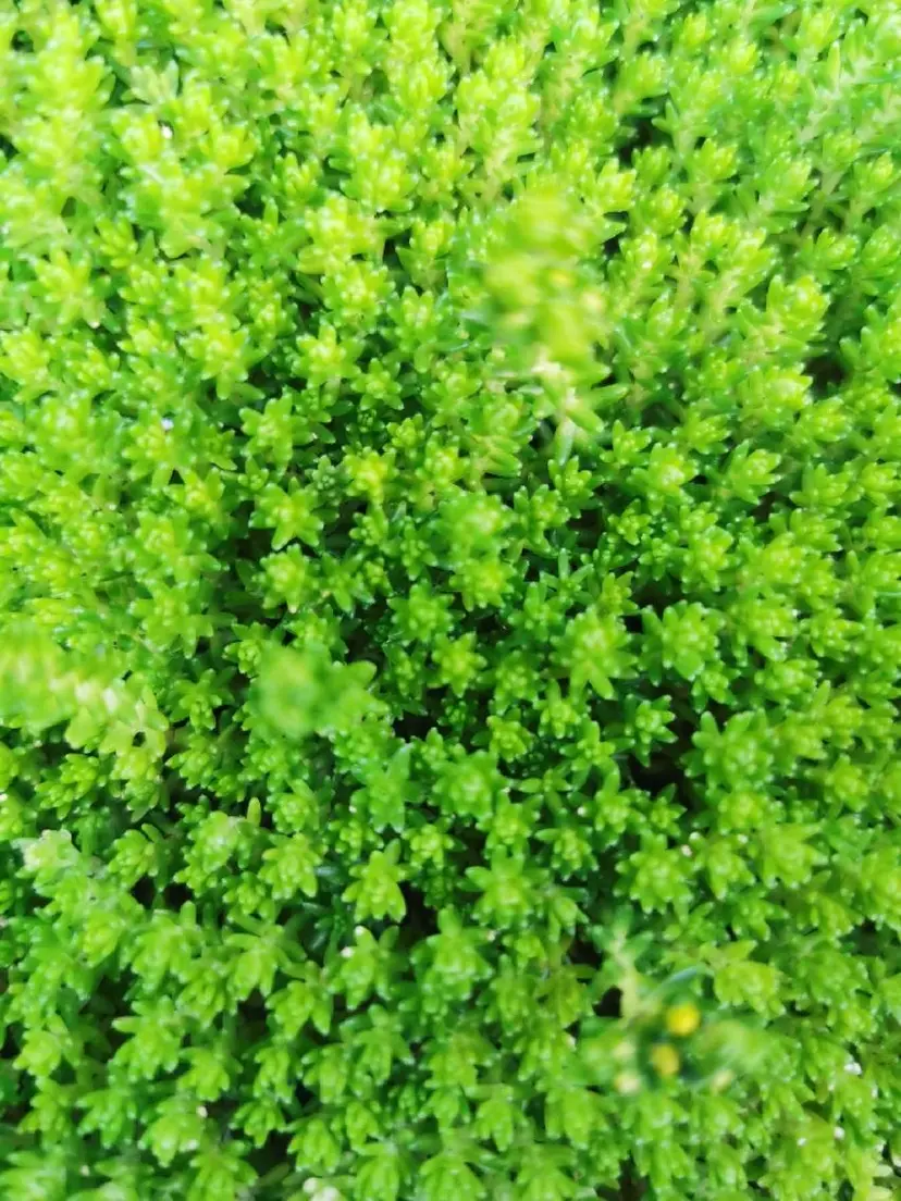 tenny調布 いしまつの掲載