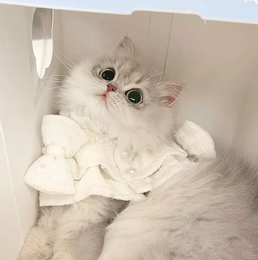 EYELA 小築🐈‍⬛🤍の掲載