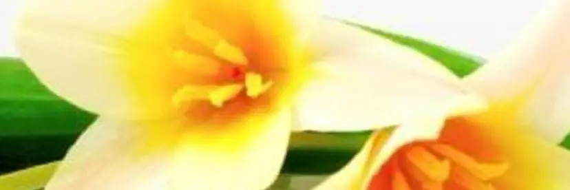 ネイルサロン アリュームの掲載